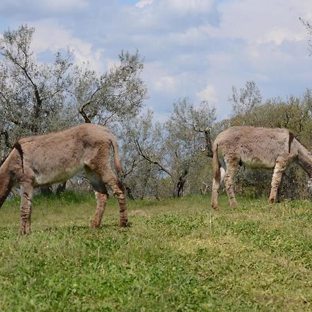 Agriturismo La Lampada Di Atena Vetralla Luaran gambar