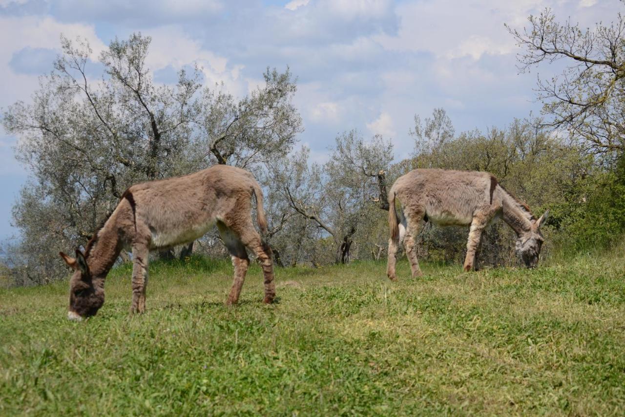 Agriturismo La Lampada Di Atena Vetralla Luaran gambar